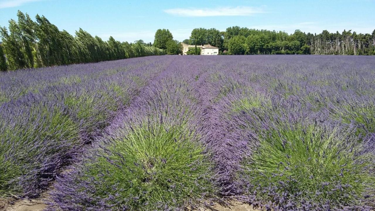 Frühstückspension D'hotes L'oreliane En Provence Only Adult